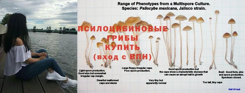 Что такое Мирный Бошки Шишки  A-PVP  ГАШ  Меф 